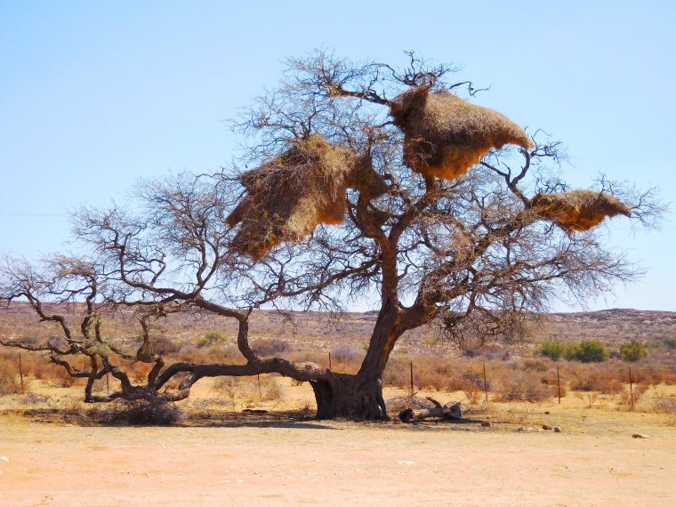 Imposante Weber-Vogel-Nester im Outback Namibias