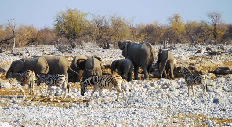 Elefanten und Zebras von hinten