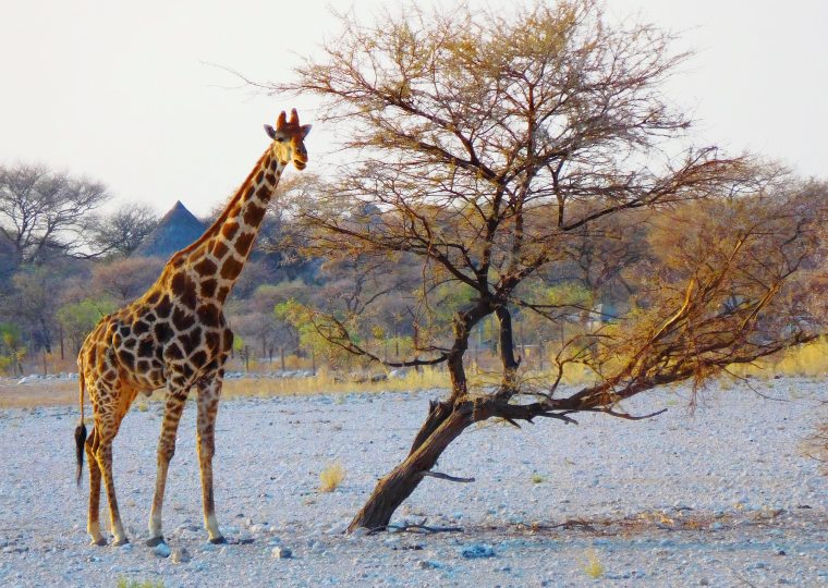 Giraffe steht neben krummen Baum im Etosha-Nationalpark, Namibia