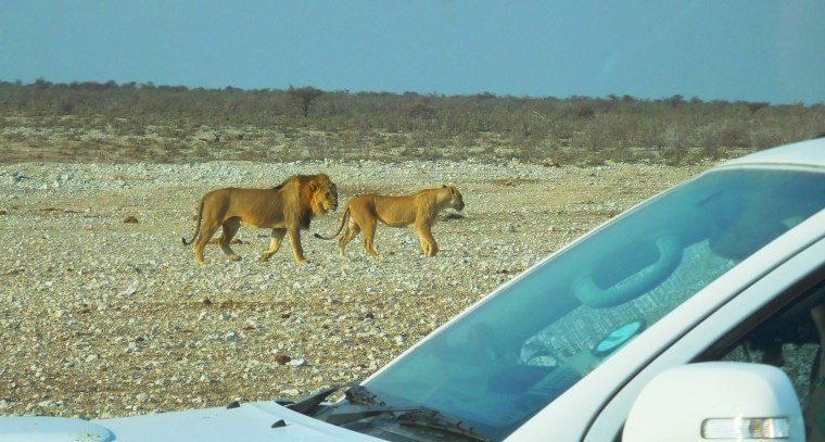 Löwenpaar nur wenige Meter von Auto enfernt im Etosha-Nationalpark
