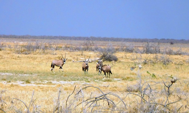 Oryx-Antilopen im Etosha-Nationalpark, Namibia