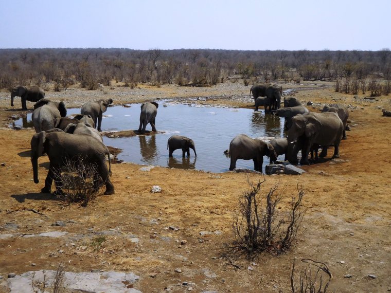 Elefanten am Wasserloch im Etosha-Nationalpark, Namibia