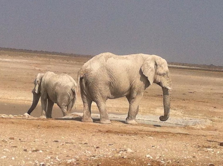 Zwei Elefanten im Etosha-Nationalpark, Namibia