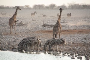 Giraffen und Zebras am Wasserloch im Etosha-Nationalpark