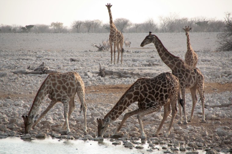 Giraffen am Wasserloch im Etosha-Nationalpark, Namibia