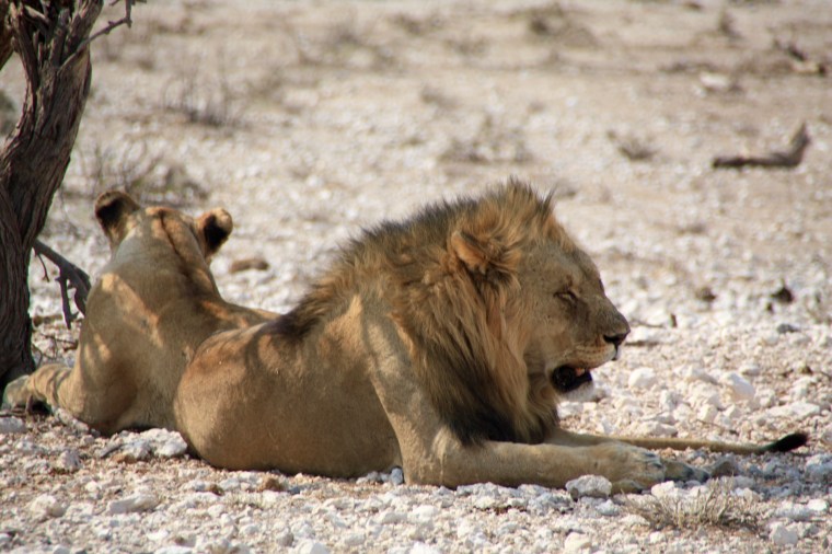 Liegendes Löwenpaar im Etosha Nationalpark, Namibia
