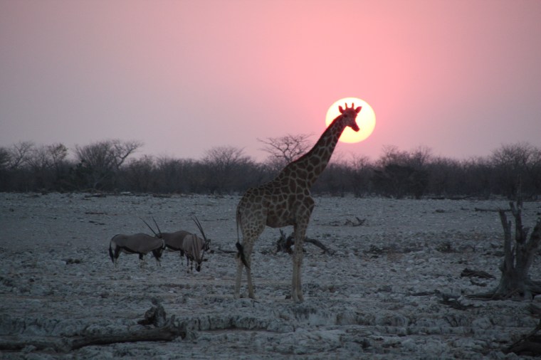 Giraffe und Oryx-Antilopen beim Sonnenuntergang im Etosha-Nationalpark, Namibia