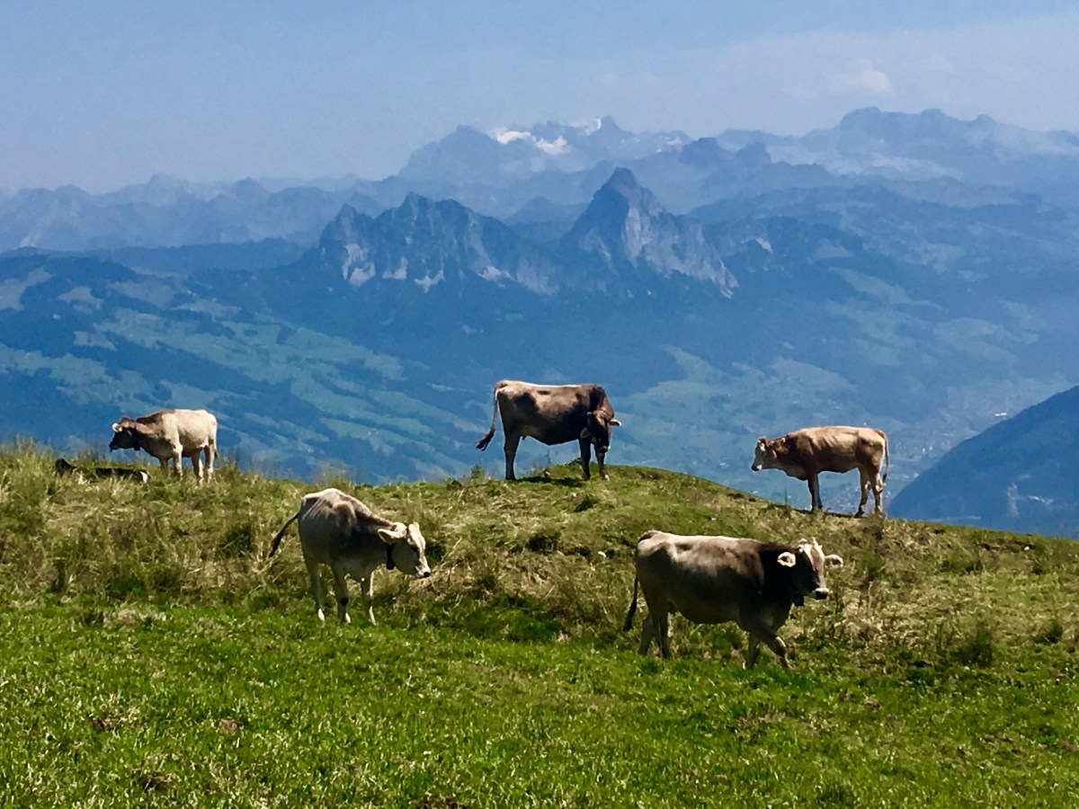 Rigi: Prinzessin trifft Königin der&nbsp;Berge