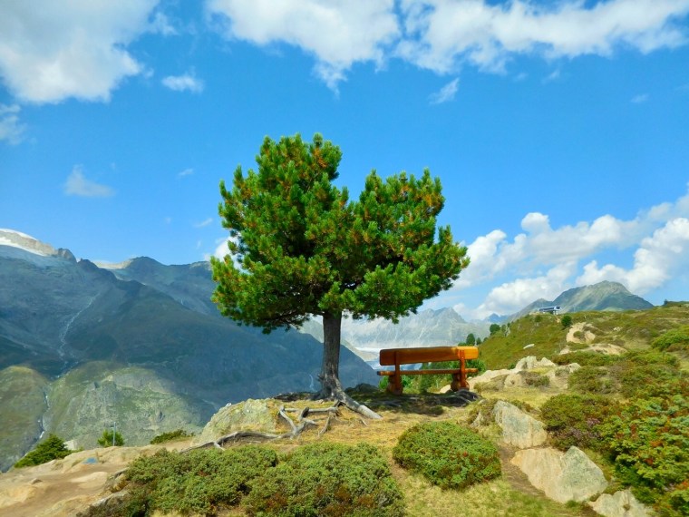 Rastplatz im Aletschwald mit Blick auf den grossen Aletsch-Gletscher