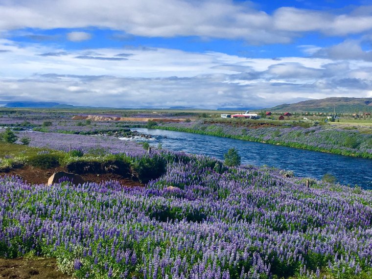 Island: Landschaft dominiert von violetten Blumen