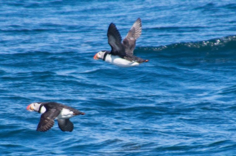 Puffins aka Papageientaucher in Island