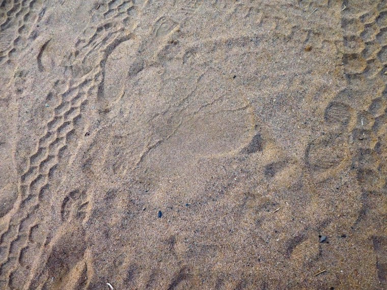 Spuren im Sand. Darunter auch Elefanten-Spuren.