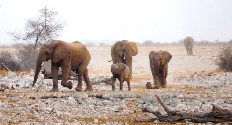 Elefantenherde nähert sich dem Wasserloch im Etosha-Nationalpark