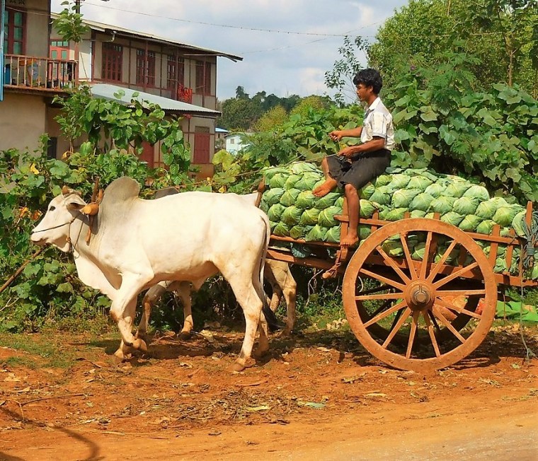 Blumenkohl-Transporter (Ochsenkarren) in Myanmar/Burma