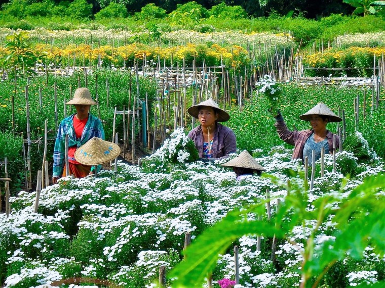 Blumen-Mädchen beim Blumen pflücken in Myanmar/Burma