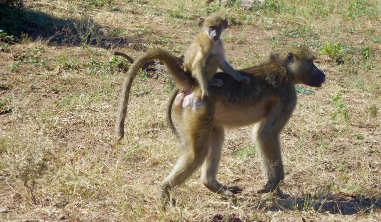 Foto 26.04.18, 09 19 43